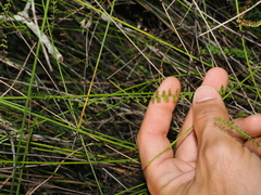 Lindsaea incisa (Lindsaea incisa)