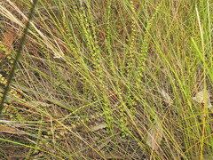 Lindsaea incisa (Lindsaea incisa)