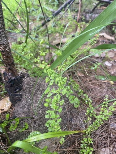 Lindsaea incisa (Lindsaea incisa)