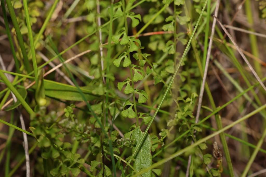 Lindsaea incisa (Lindsaea incisa)