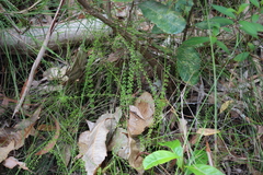 Lindsaea incisa (Lindsaea incisa)