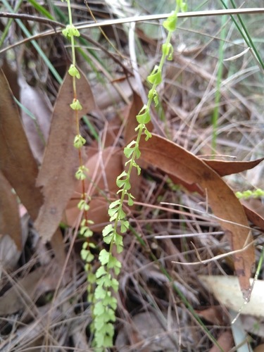 Lindsaea incisa (Lindsaea incisa)