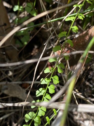 Lindsaea incisa (Lindsaea incisa)