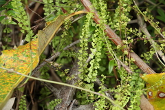 Lindsaea incisa (Lindsaea incisa)