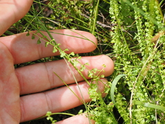 Lindsaea incisa (Lindsaea incisa)