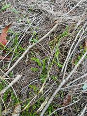 Lindsaea incisa (Lindsaea incisa)