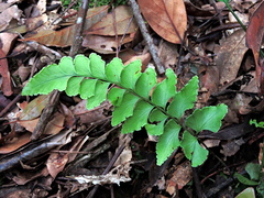 Lindsaea javanensis (Lindsaea javanensis)