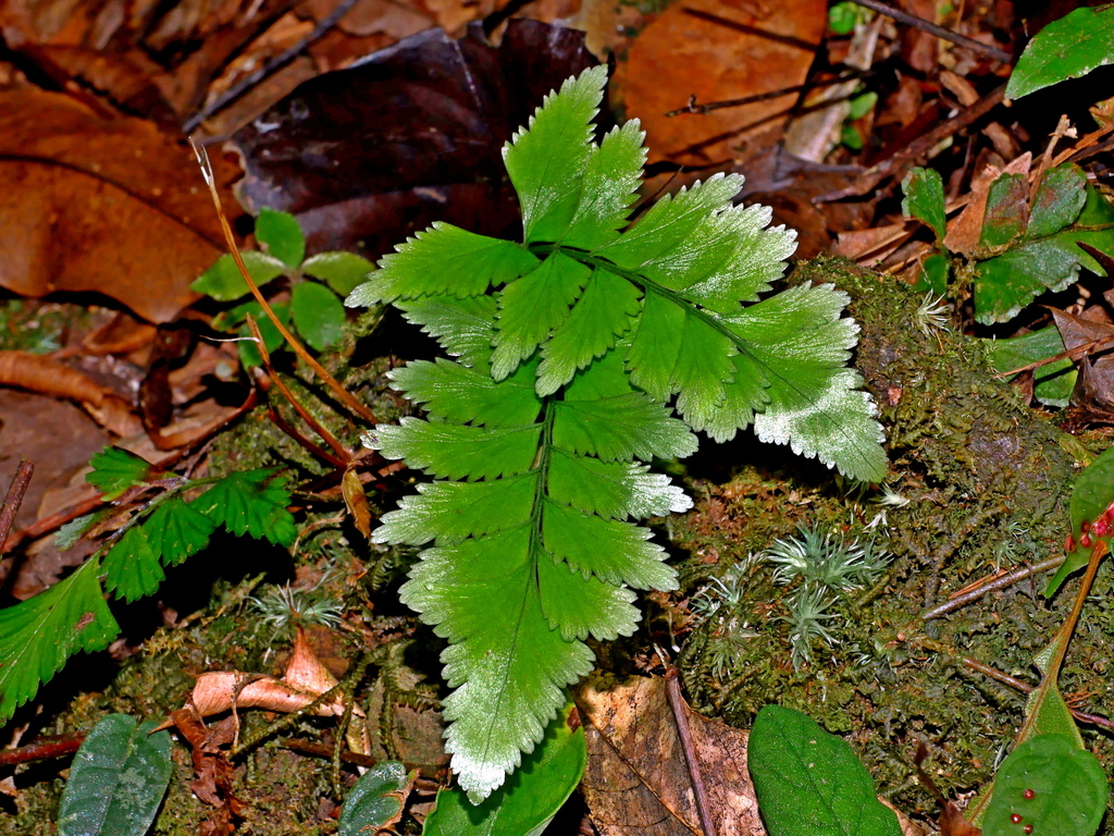 Lindsaea javanensis (Lindsaea javanensis)