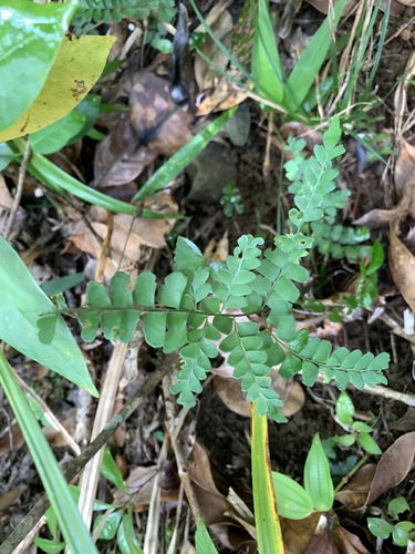 Lindsaea javanensis (Lindsaea javanensis)