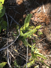 Lindsaea nervosa (Lindsaea nervosa)