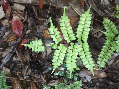 Lindsaea nervosa (Lindsaea nervosa)