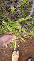 Lindsaea nervosa (Lindsaea nervosa)