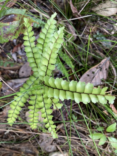 Lindsaea nervosa (Lindsaea nervosa)