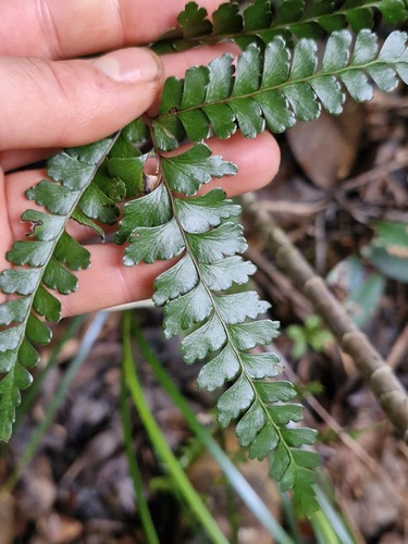 Lindsaea nervosa (Lindsaea nervosa)