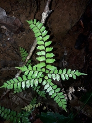 Lindsaea nervosa (Lindsaea nervosa)