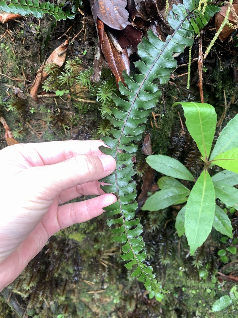 Lindsaea oblanceolata (Lindsaea oblanceolata)