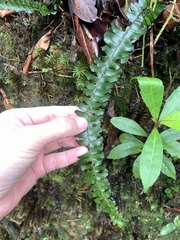 Lindsaea oblanceolata (Lindsaea oblanceolata)