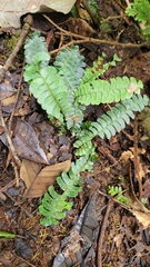 Lindsaea oblanceolata (Lindsaea oblanceolata)