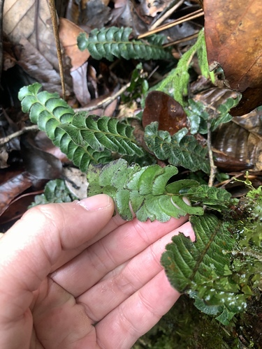 Lindsaea oblanceolata (Lindsaea oblanceolata)