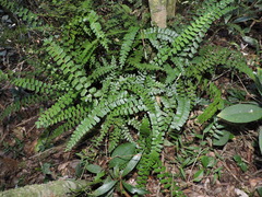 Lindsaea ovoidea (Lindsaea ovoidea)