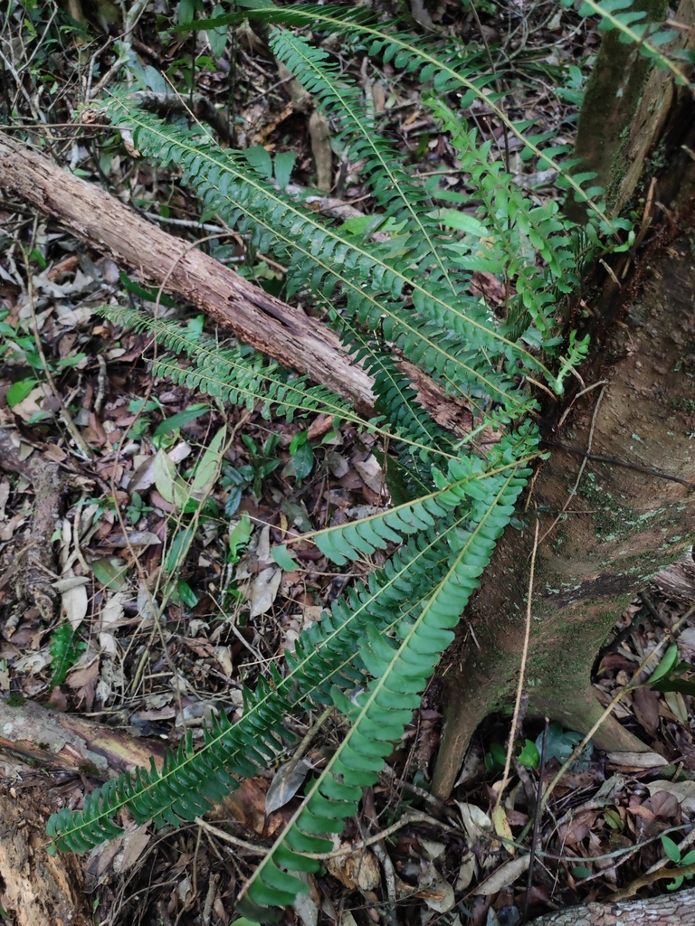 Lindsaea pectinata (Lindsaea pectinata)