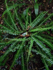 Lindsaea pectinata (Lindsaea pectinata)