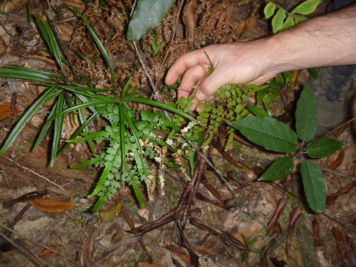 Lindsaea prolongata (Lindsaea prolongata)