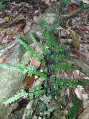 Lindsaea prolongata (Lindsaea prolongata)