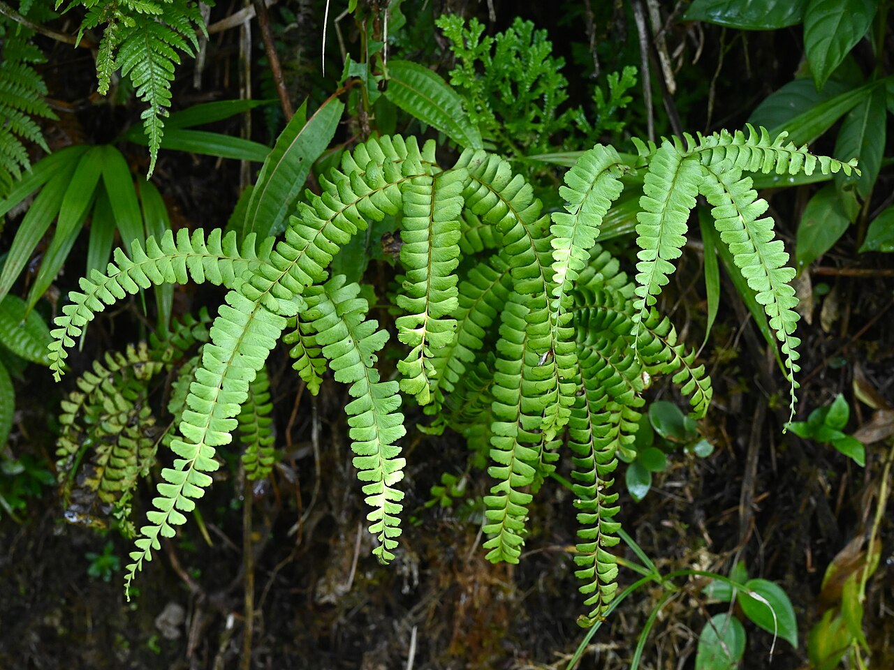 Mountain necklace fern: Lindsaea quadrangularis on the Mamelle de Petit Bourg on Guadeloupe