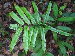 Mountain necklace fern (Lindsaea quadrangularis)