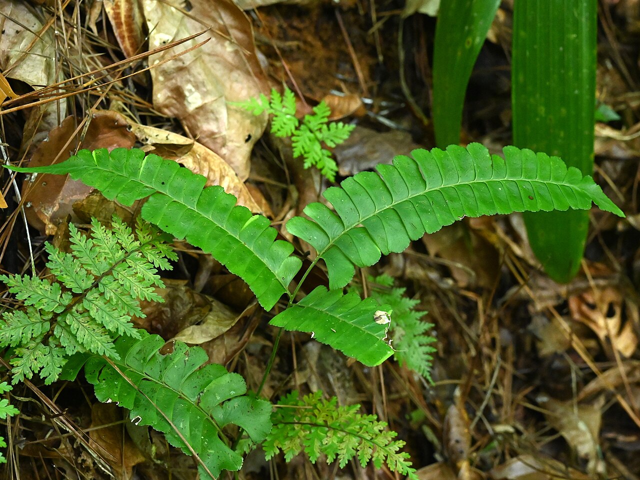 Mountain necklace fern: Lindsaea quadrangularis on the Trace des Ruisseaux at Bras David on Guadeloupe