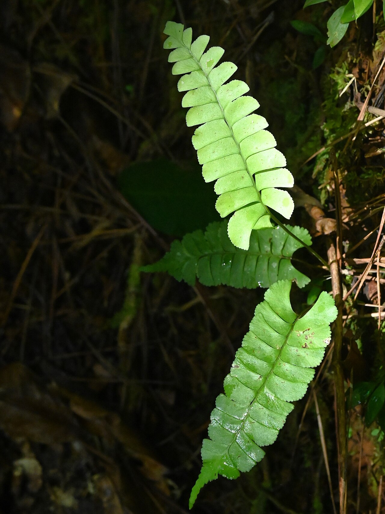 Mountain necklace fern: Lindsaea quadrangularis on the Trace des Ruisseaux at Bras David on Guadeloupe
