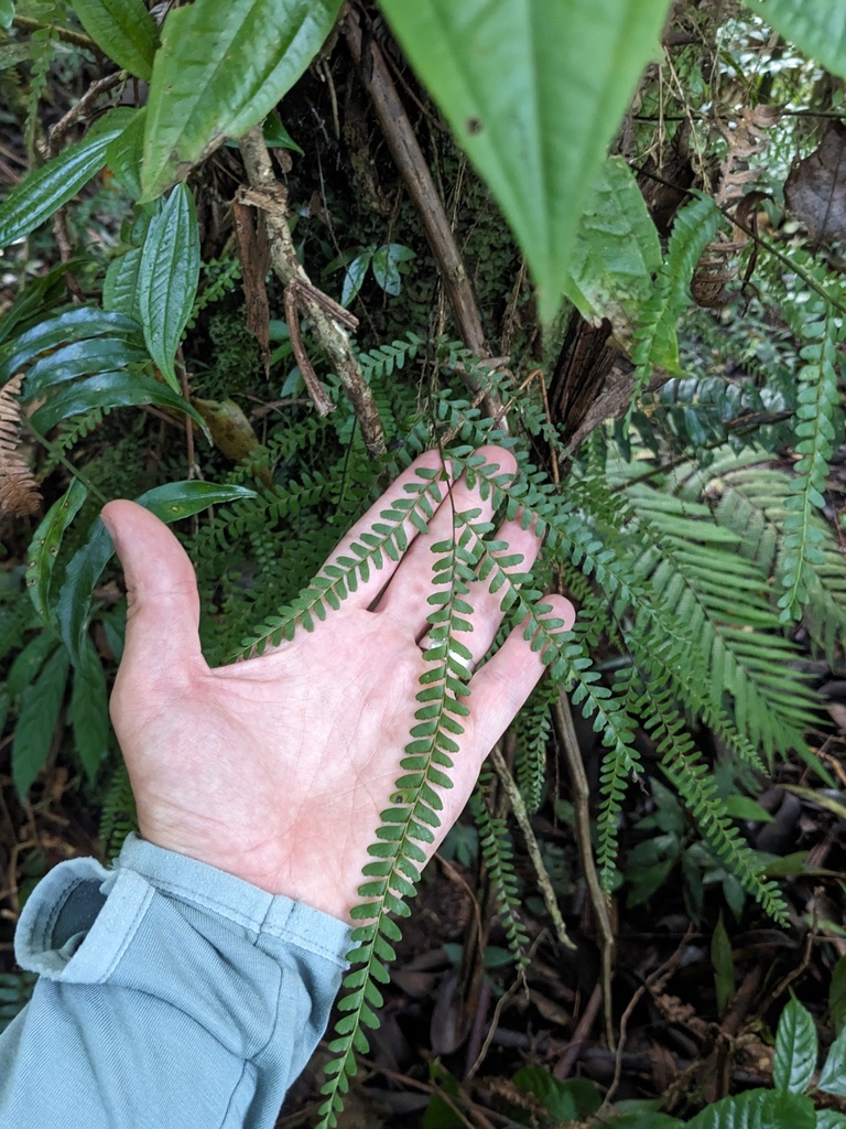 Lindsaea regularis (Lindsaea regularis)