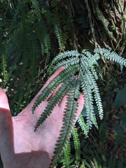 Lindsaea regularis (Lindsaea regularis)