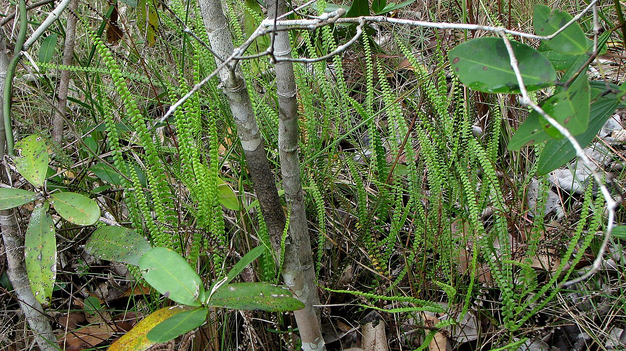Smallstalk necklace fern: Lindsaea stricta (Sw.) Dryand.