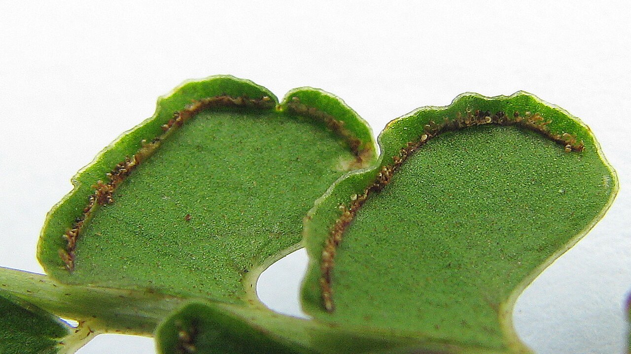 Smallstalk necklace fern: Lindsaea stricta (Sw.) Dryand.