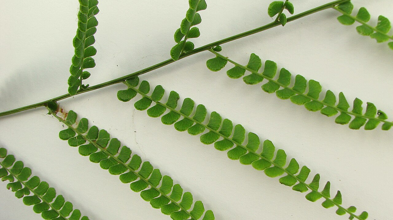 Smallstalk necklace fern: Lindsaea stricta (Sw.) Dryand.