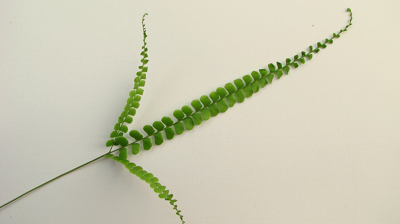 Smallstalk necklace fern: Lindsaea stricta (Sw.) Dryand.