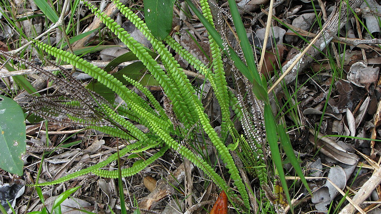 Smallstalk necklace fern: Lindsaea stricta (Sw.) Dryand.