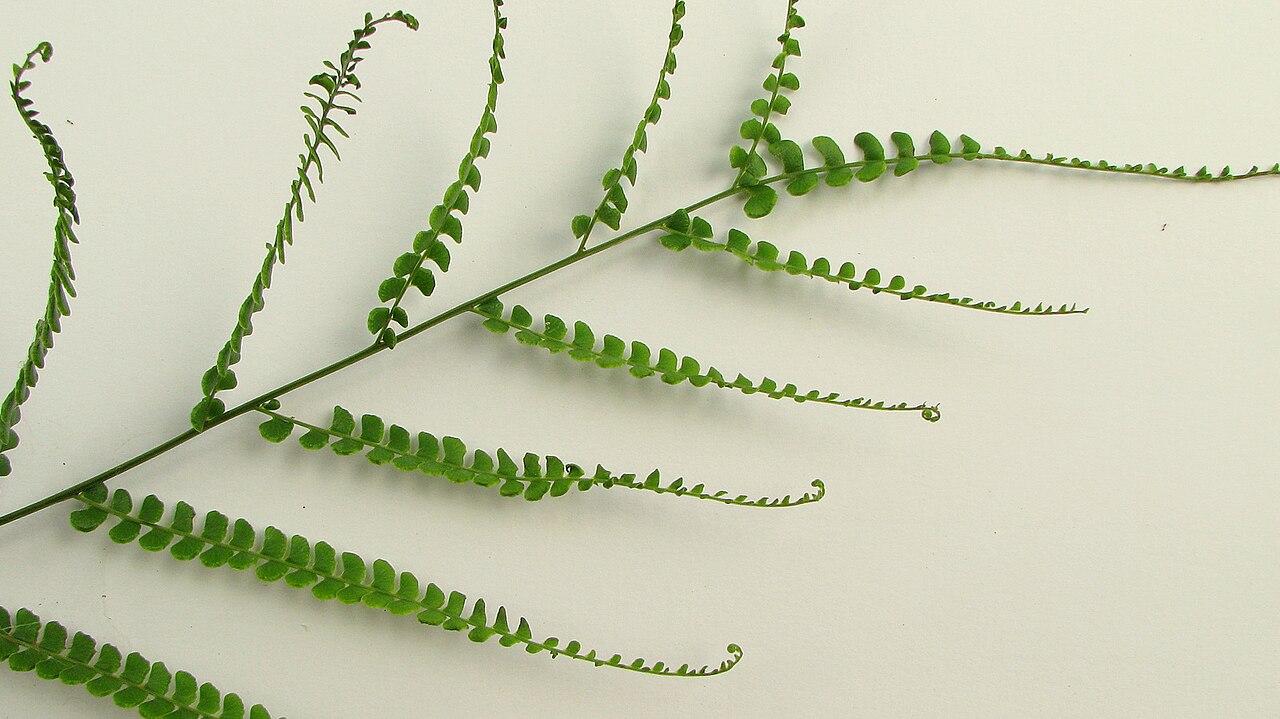 Smallstalk necklace fern: Lindsaea stricta (Sw.) Dryand.