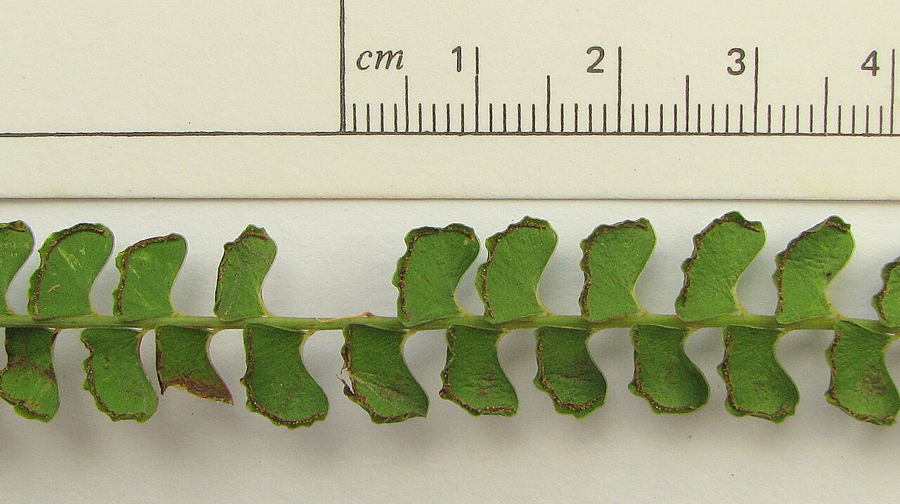 Smallstalk necklace fern: Lindsaea stricta (Sw.) Dryand.