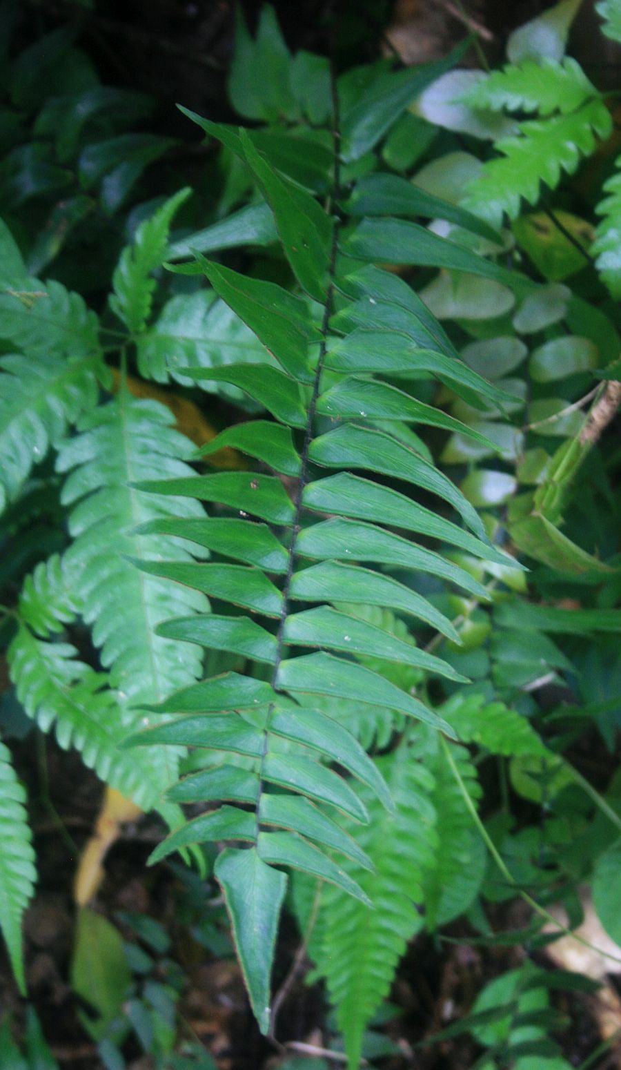 Lindsaea taeniata: Lindsaea taeniata , Lindsaeaceae – Kolumbien/Colombia: Dpto. Magdalena, Parque Nacional Natural Tayrona, Fußweg von Calabazo nach Pueblito Chairama, 400–450 m