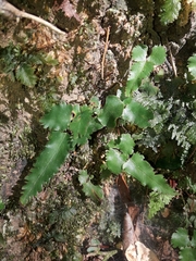 Lindsaea vieillardii (Lindsaea vieillardii)