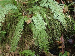 Lindsaea viridis (Lindsaea viridis)