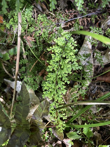 Lindsaea viridis (Lindsaea viridis)