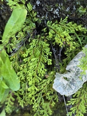 Lindsaea viridis (Lindsaea viridis)