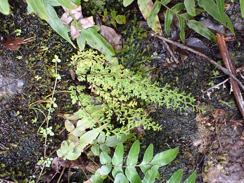 Lindsaea viridis (Lindsaea viridis)