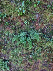 Lindsaea viridis (Lindsaea viridis)