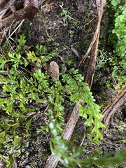 Lindsaea viridis (Lindsaea viridis)