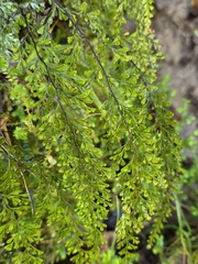 Lindsaea viridis (Lindsaea viridis)